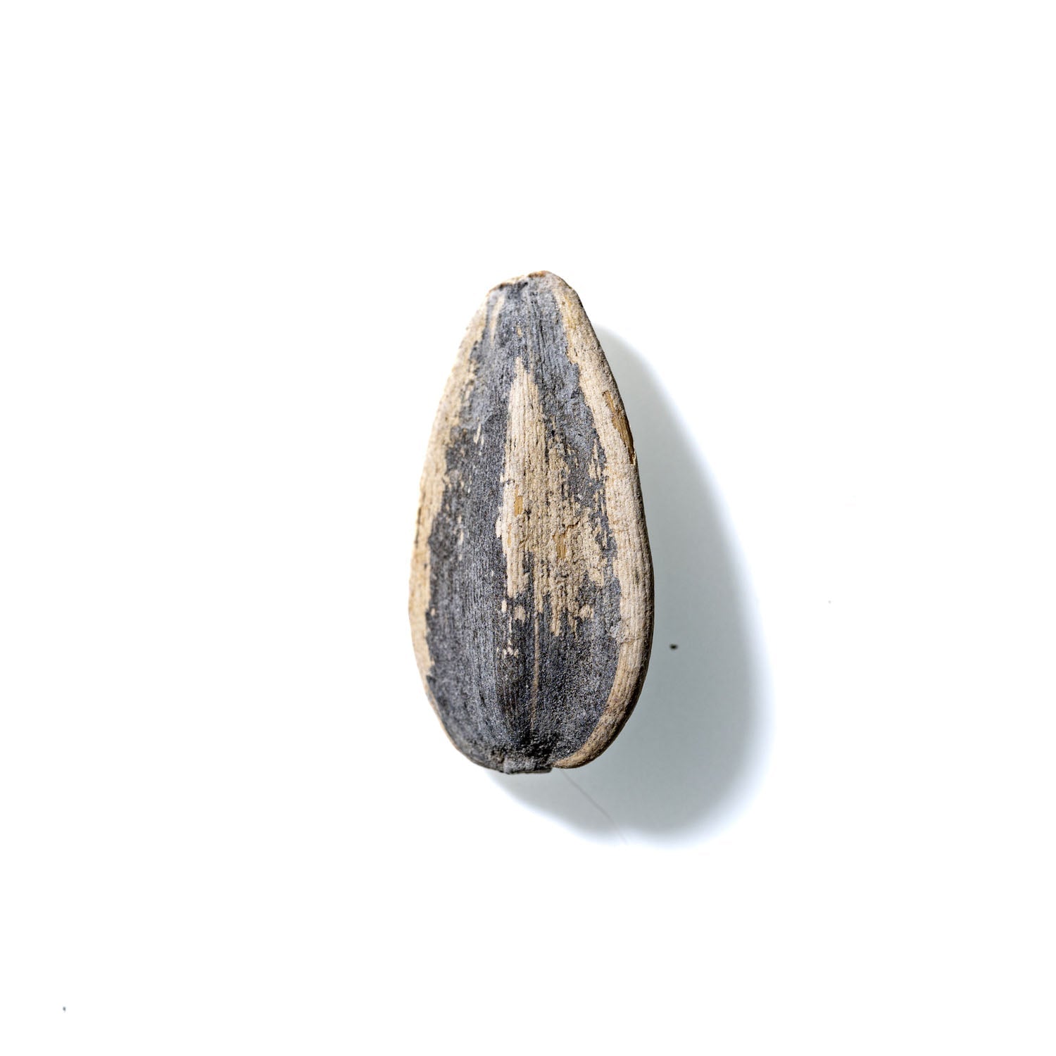 Sunflower Seed No. 441