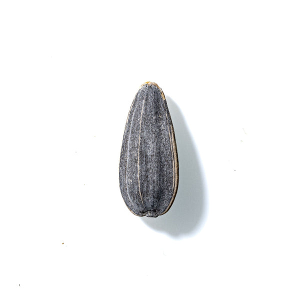 Sunflower Seed No. 442