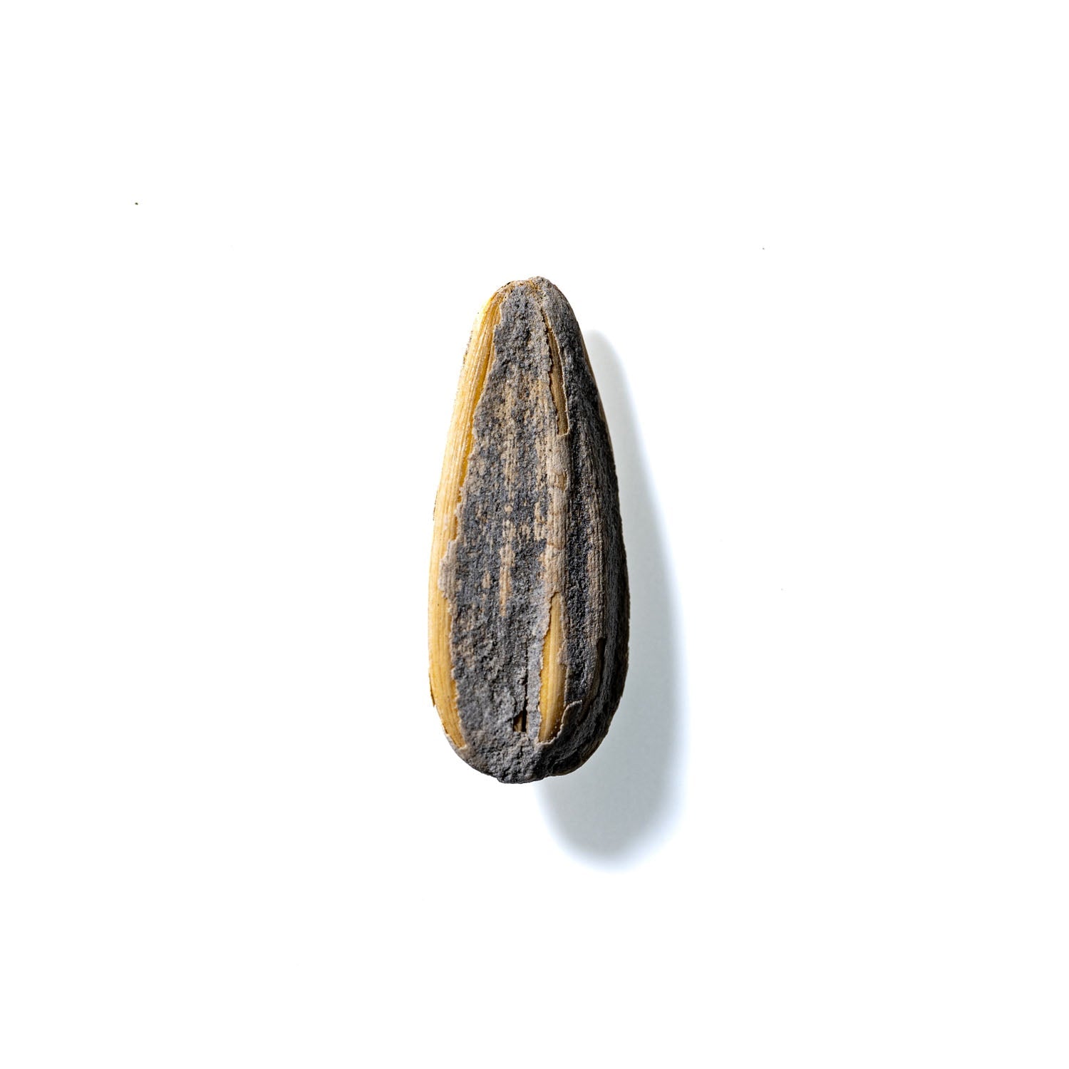 Sunflower Seed No. 445