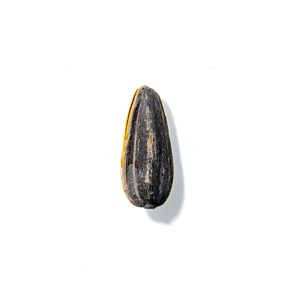 Sunflower Seed No. 446