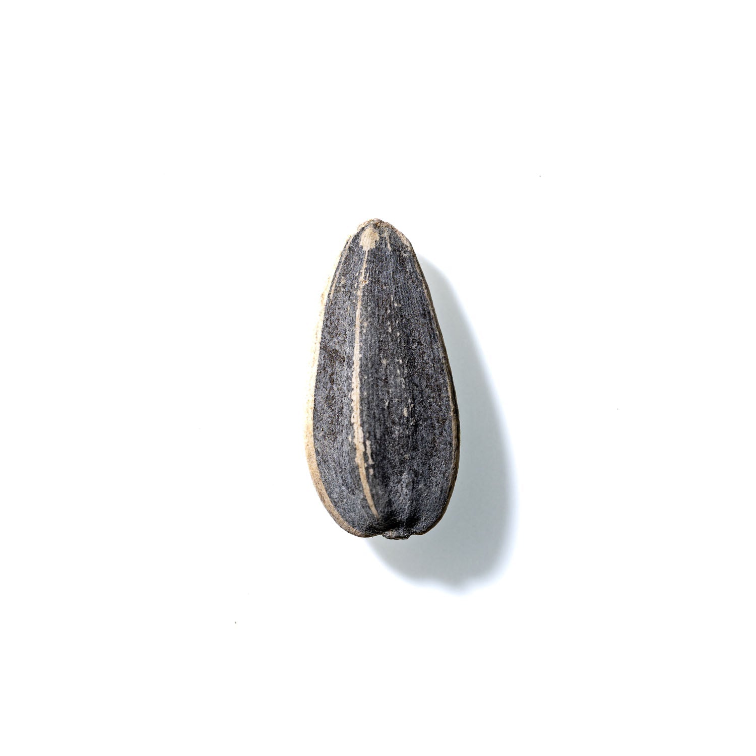 Sunflower Seed No. 449