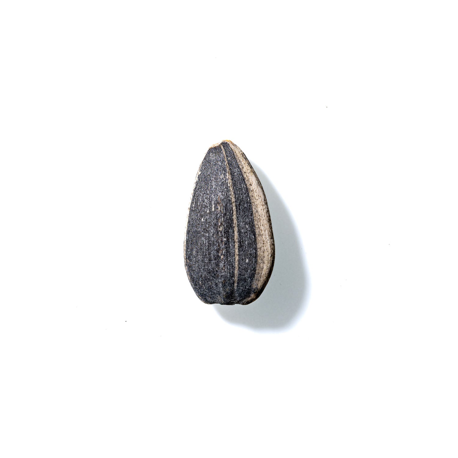 Sunflower Seed No. 451