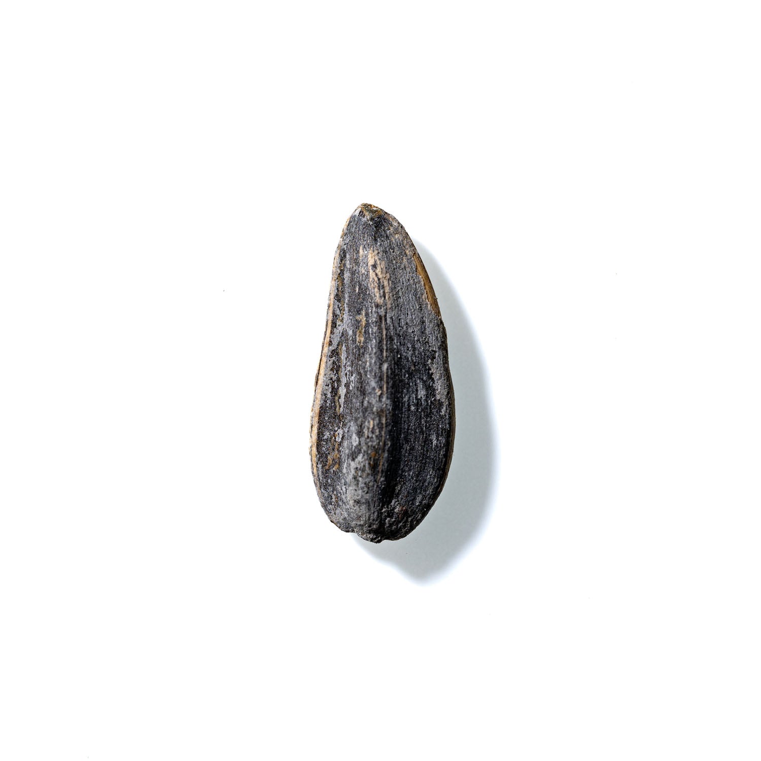 Sunflower Seed No. 464