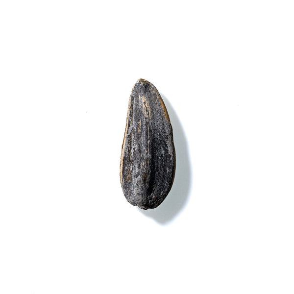 Sunflower Seed No. 464