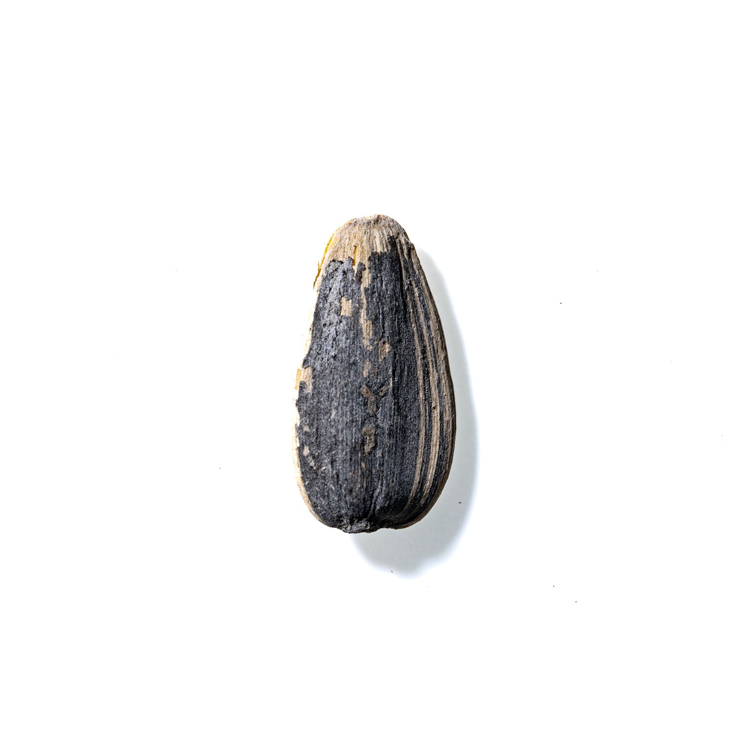 Sunflower Seed No. 467