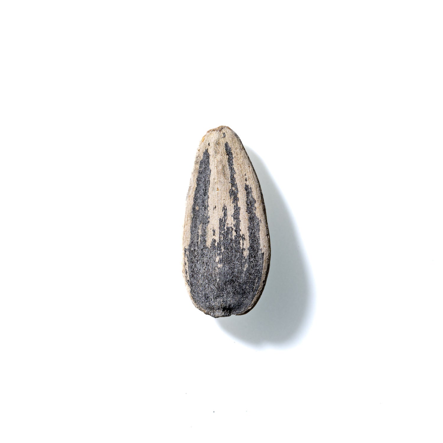 Sunflower Seed No. 470