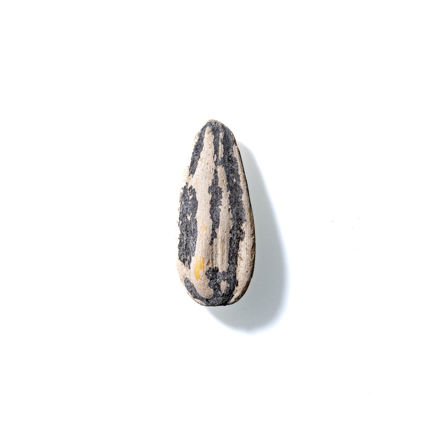 Sunflower Seed No. 473