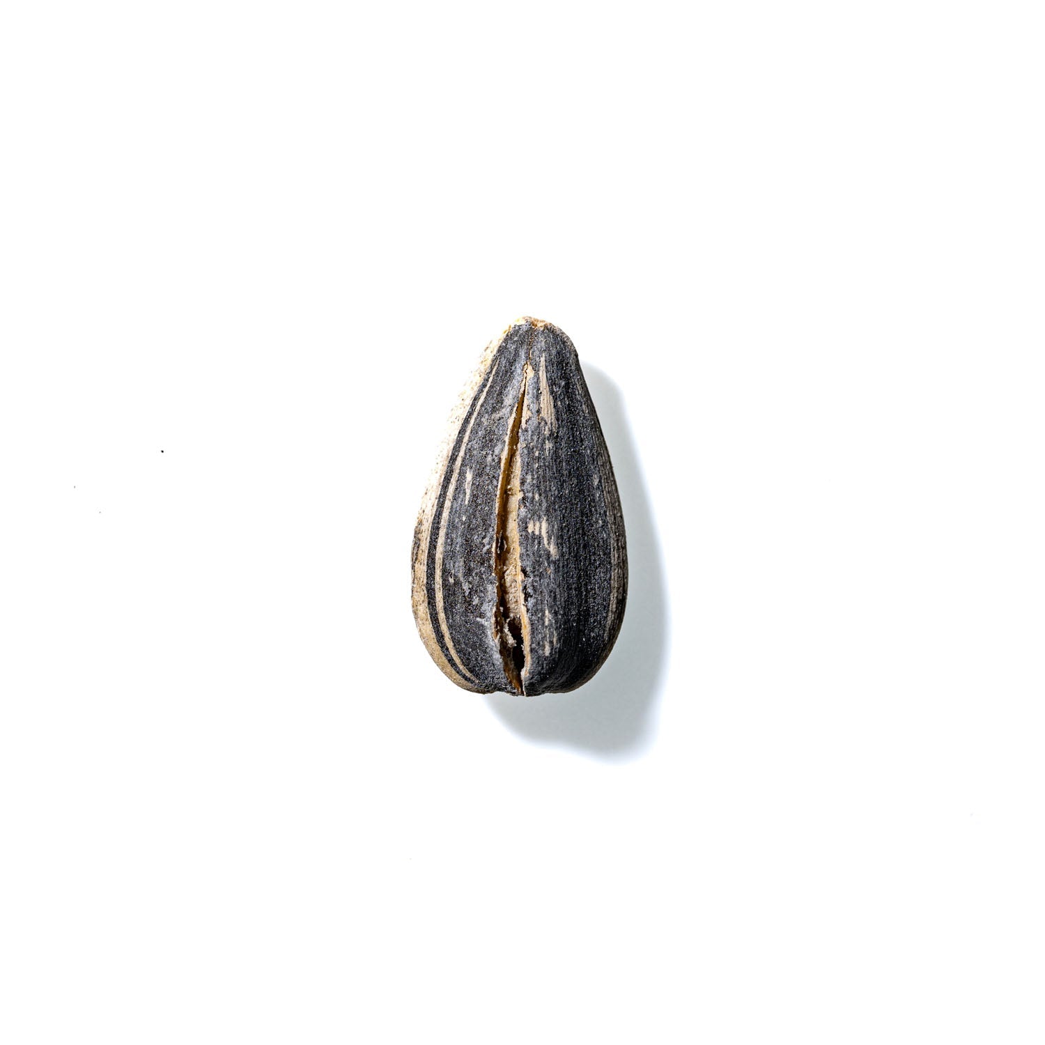 Sunflower Seed No. 481