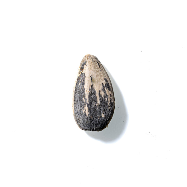 Sunflower Seed No. 486