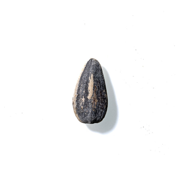 Sunflower Seed No. 487