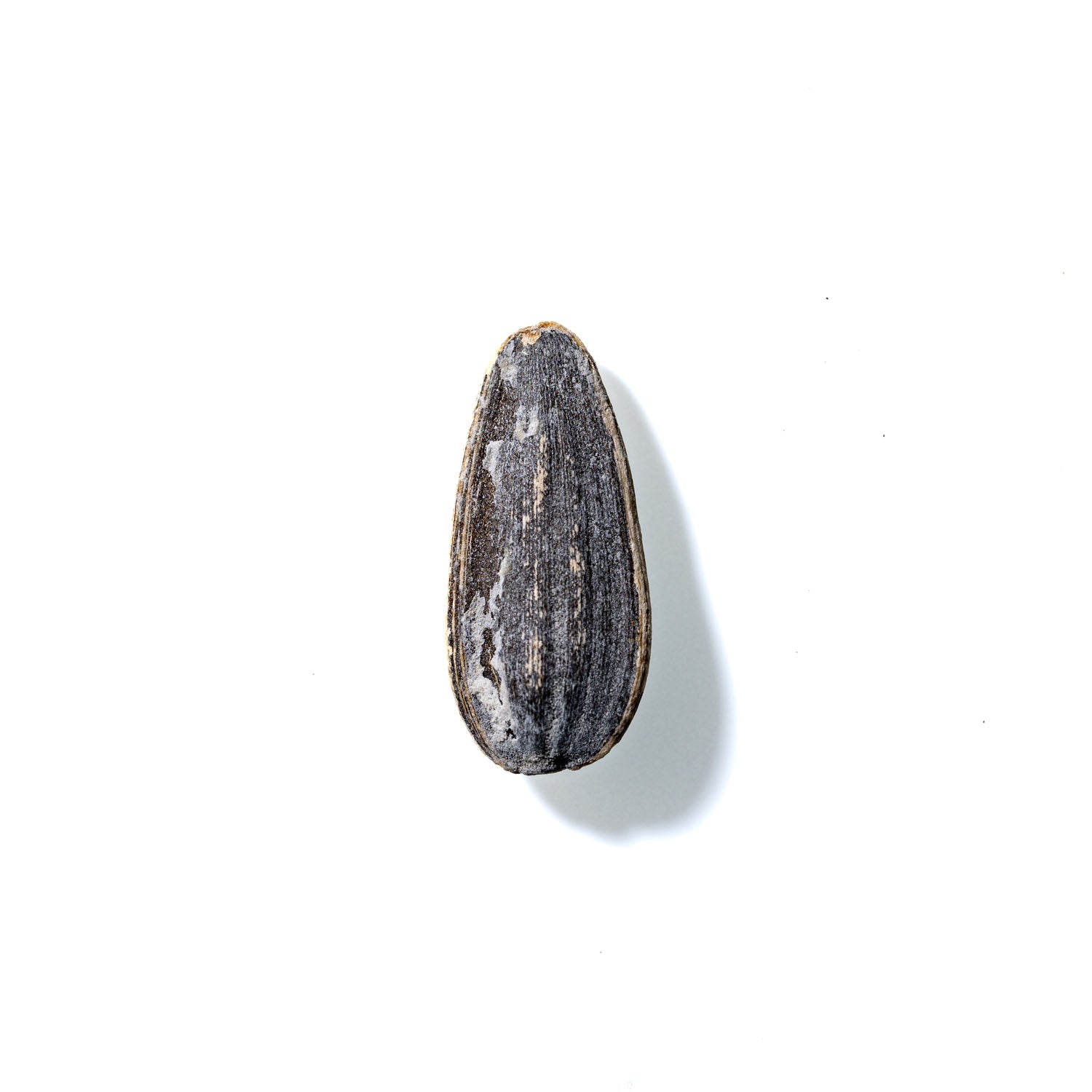 Sunflower Seed No. 490