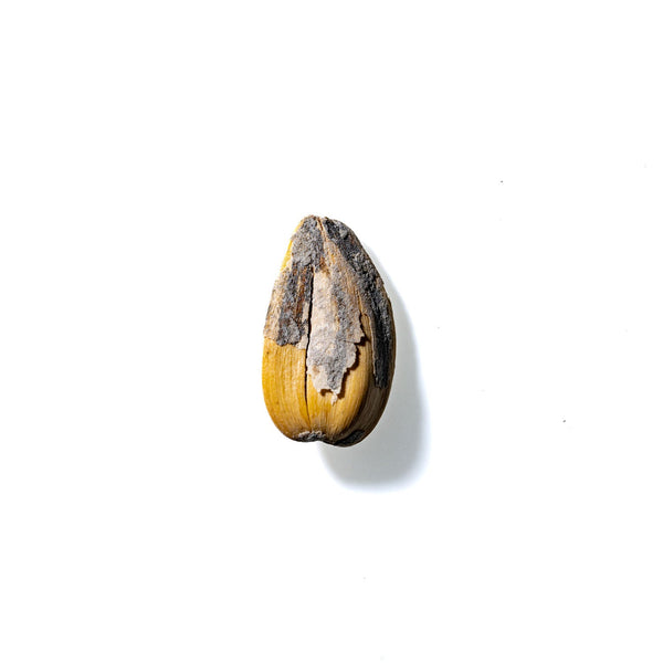 Sunflower Seed No. 491