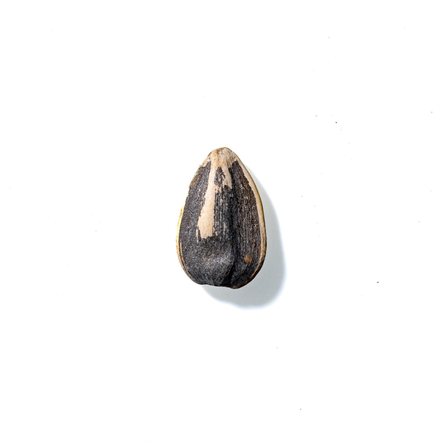 Sunflower Seed No. 494