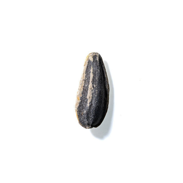 Sunflower Seed No. 563