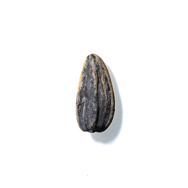 Sunflower Seed No. 583