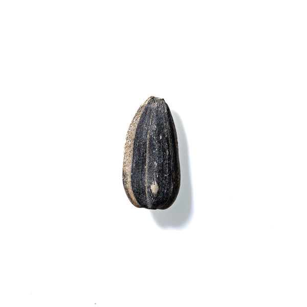 Sunflower Seed No. 603