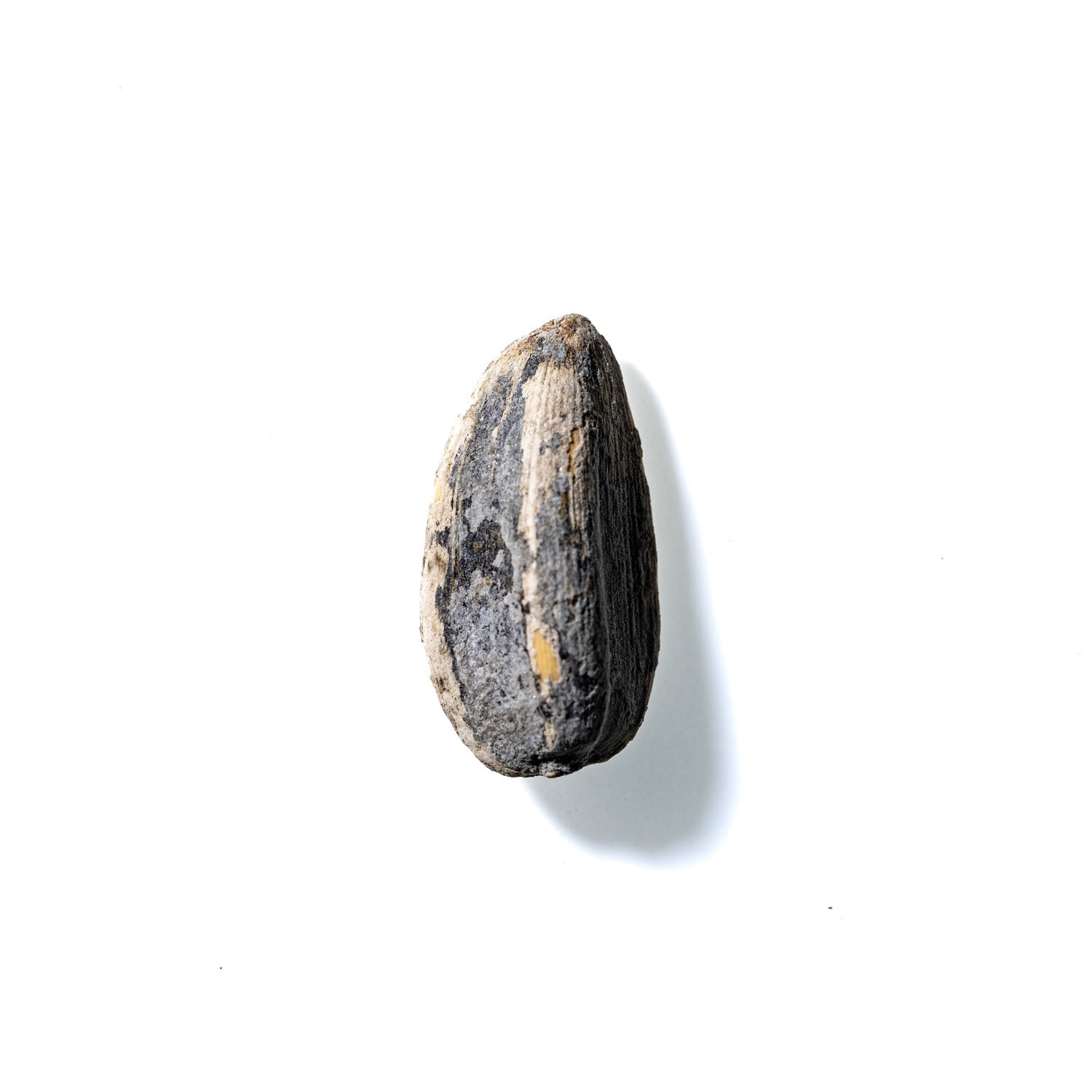 Sunflower Seed No. 607