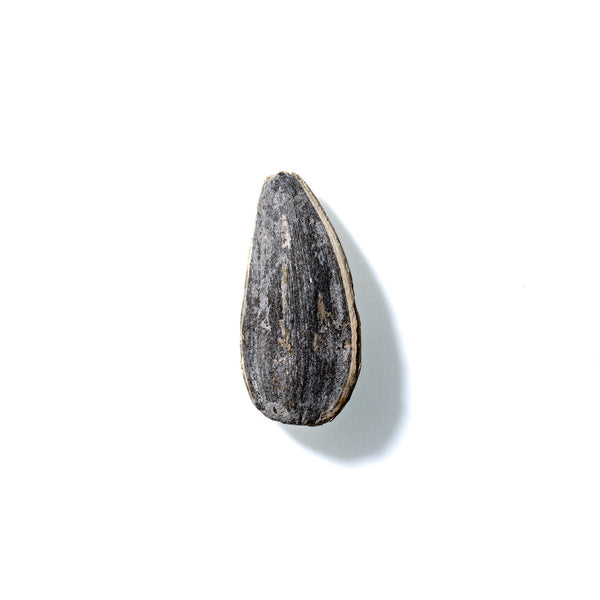 Sunflower Seed No. 613