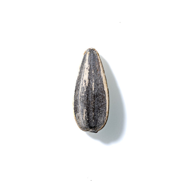 Sunflower Seed No. 618