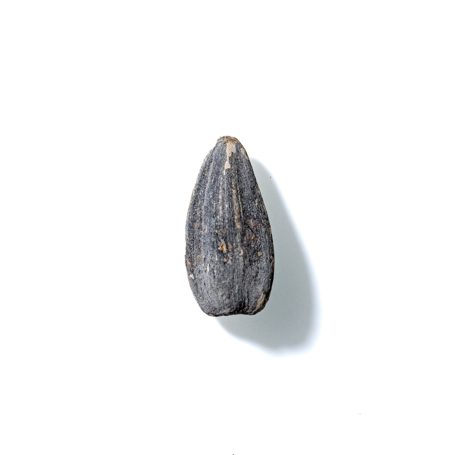 Sunflower Seed No. 626