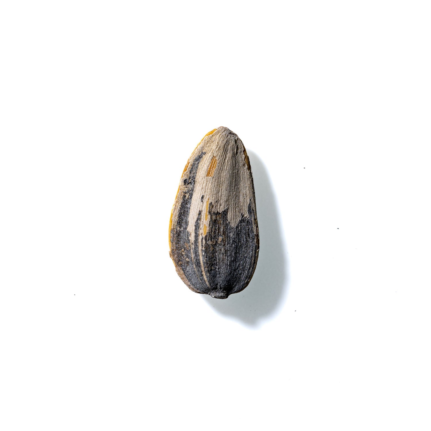 Sunflower Seed No. 631