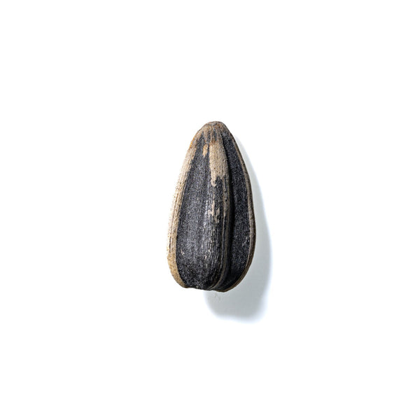 Sunflower Seed No. 636