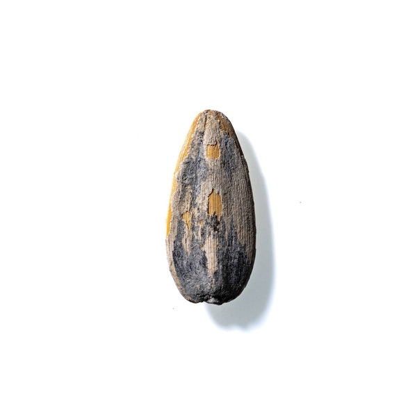 Sunflower Seed No. 637