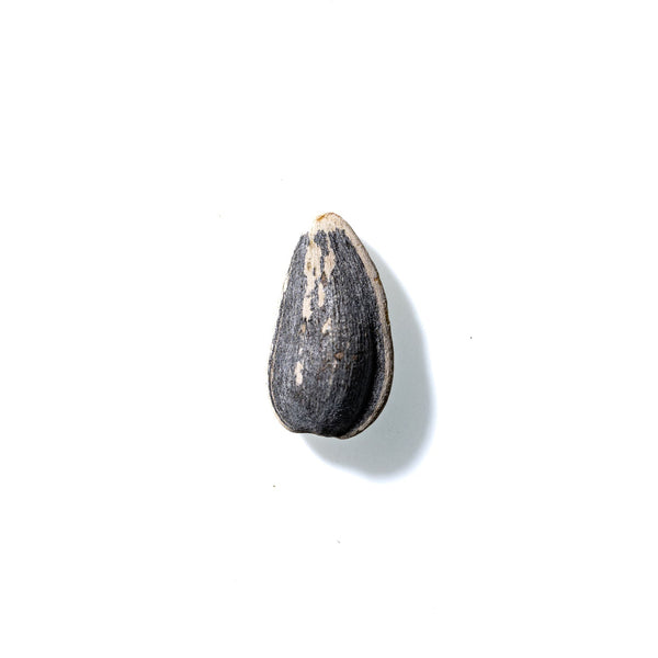 Sunflower Seed No. 638