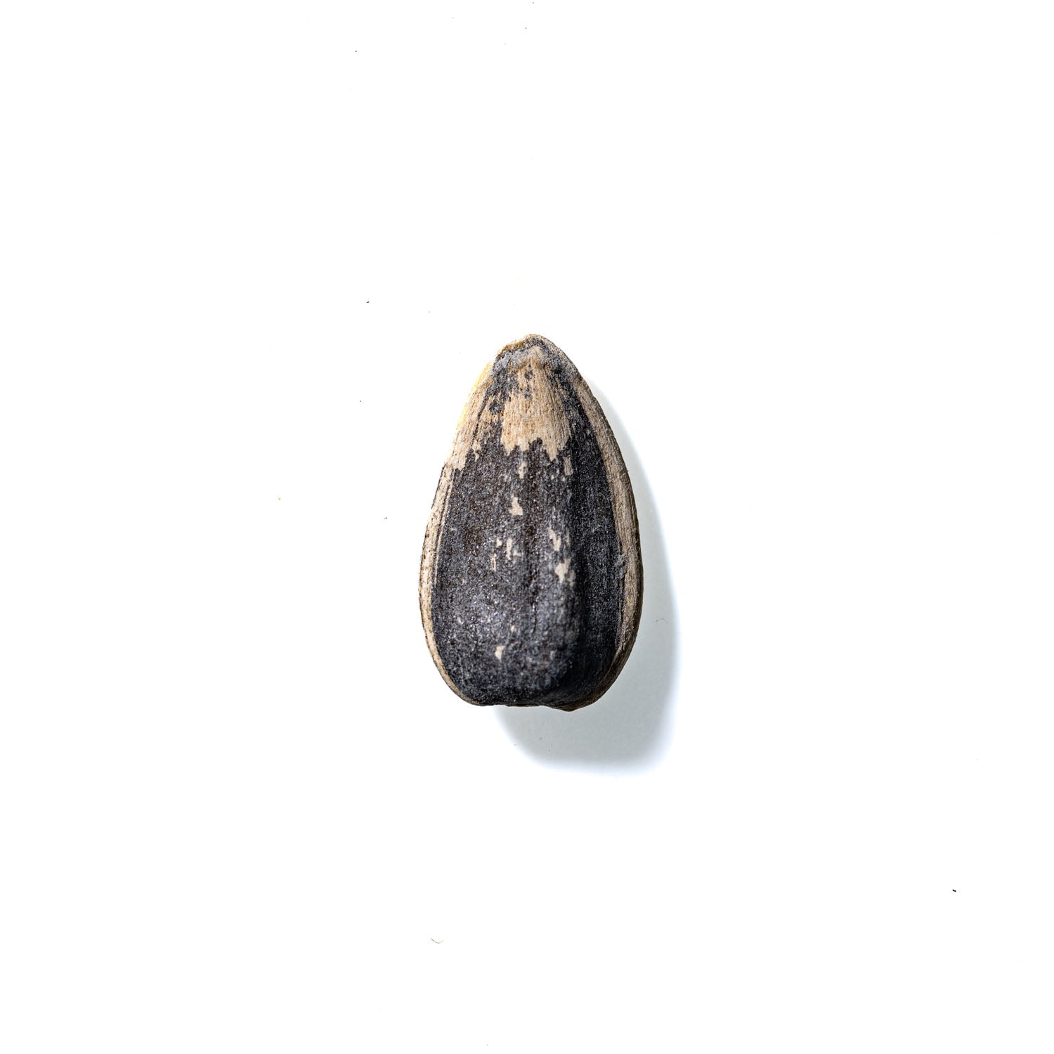 Sunflower Seed No. 642