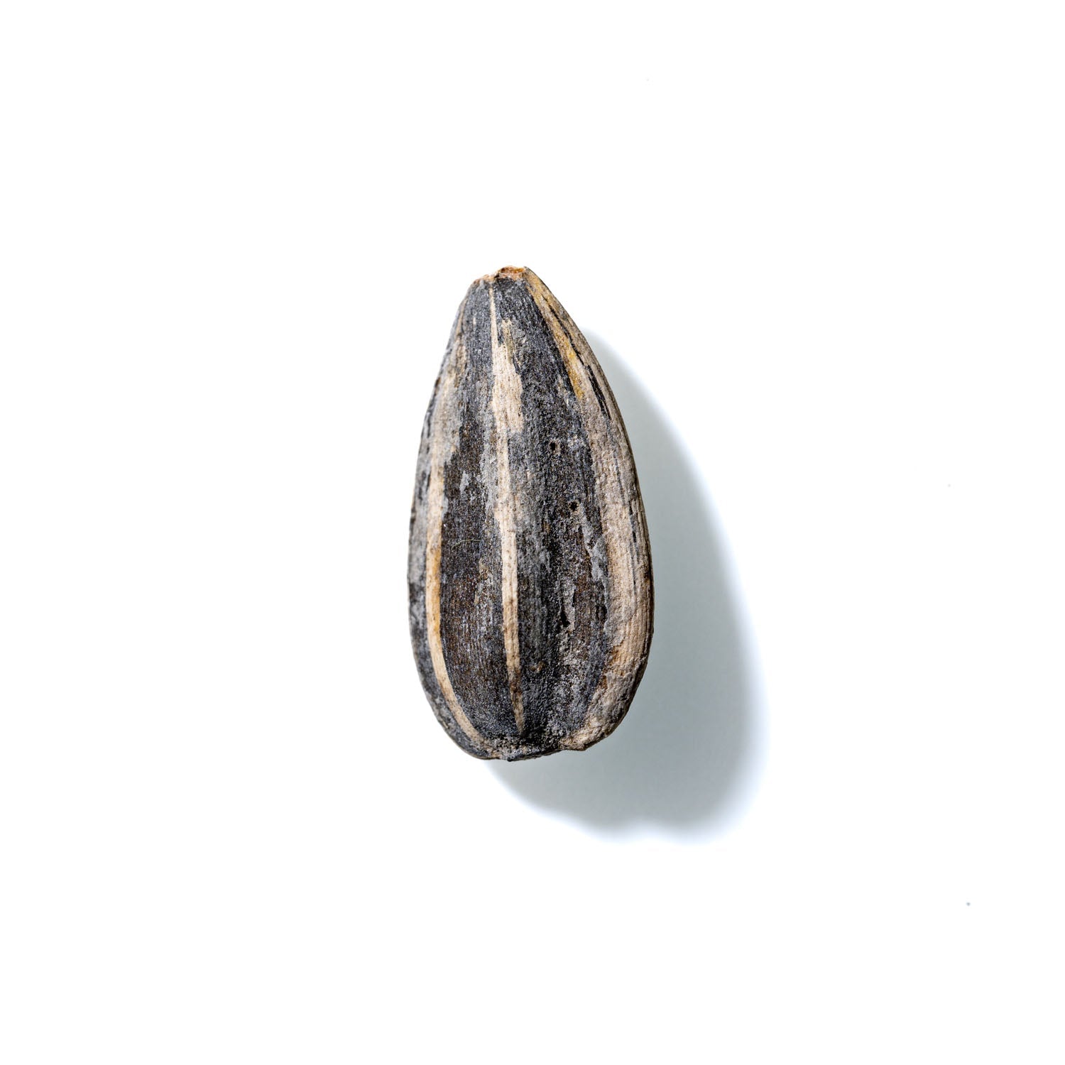 Sunflower Seed No. 645