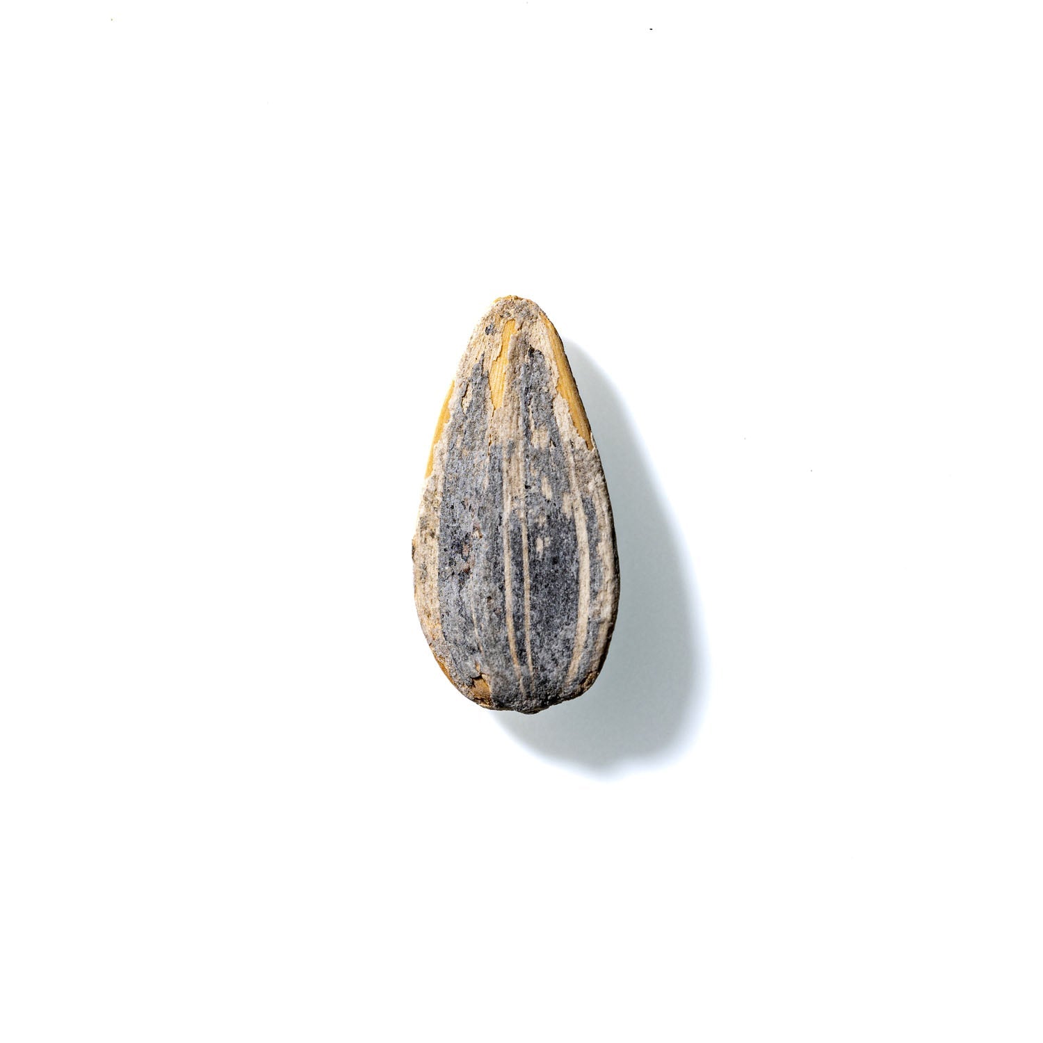 Sunflower Seed No. 658