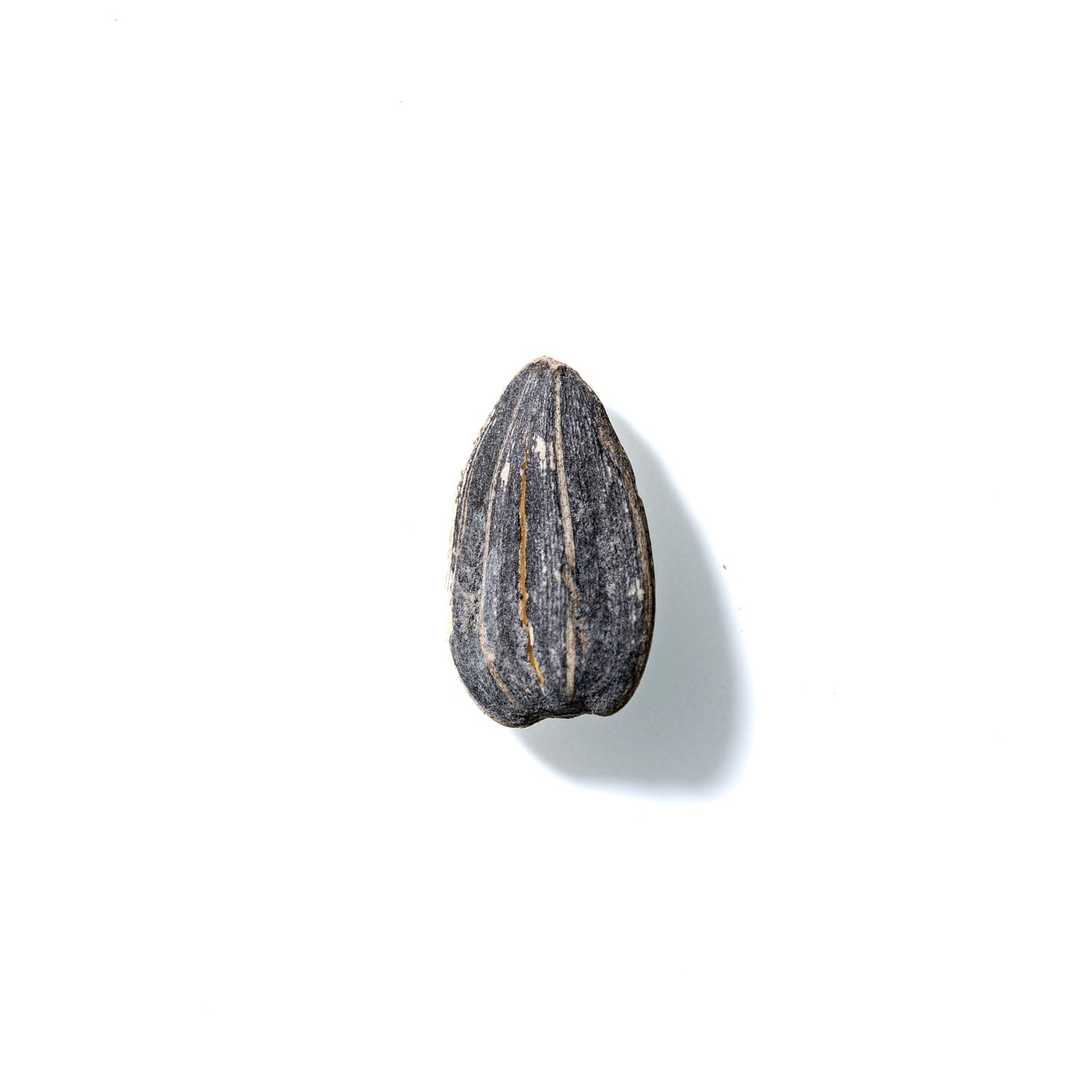 Sunflower Seed No. 661