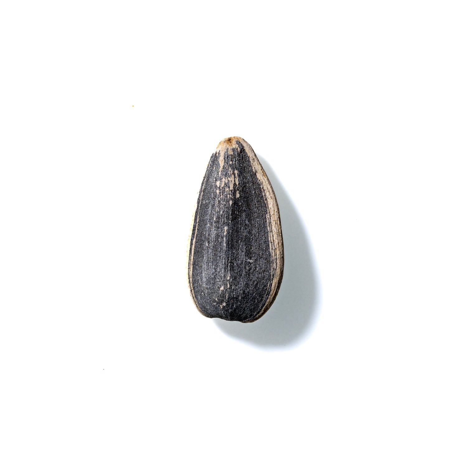 Sunflower Seed No. 667