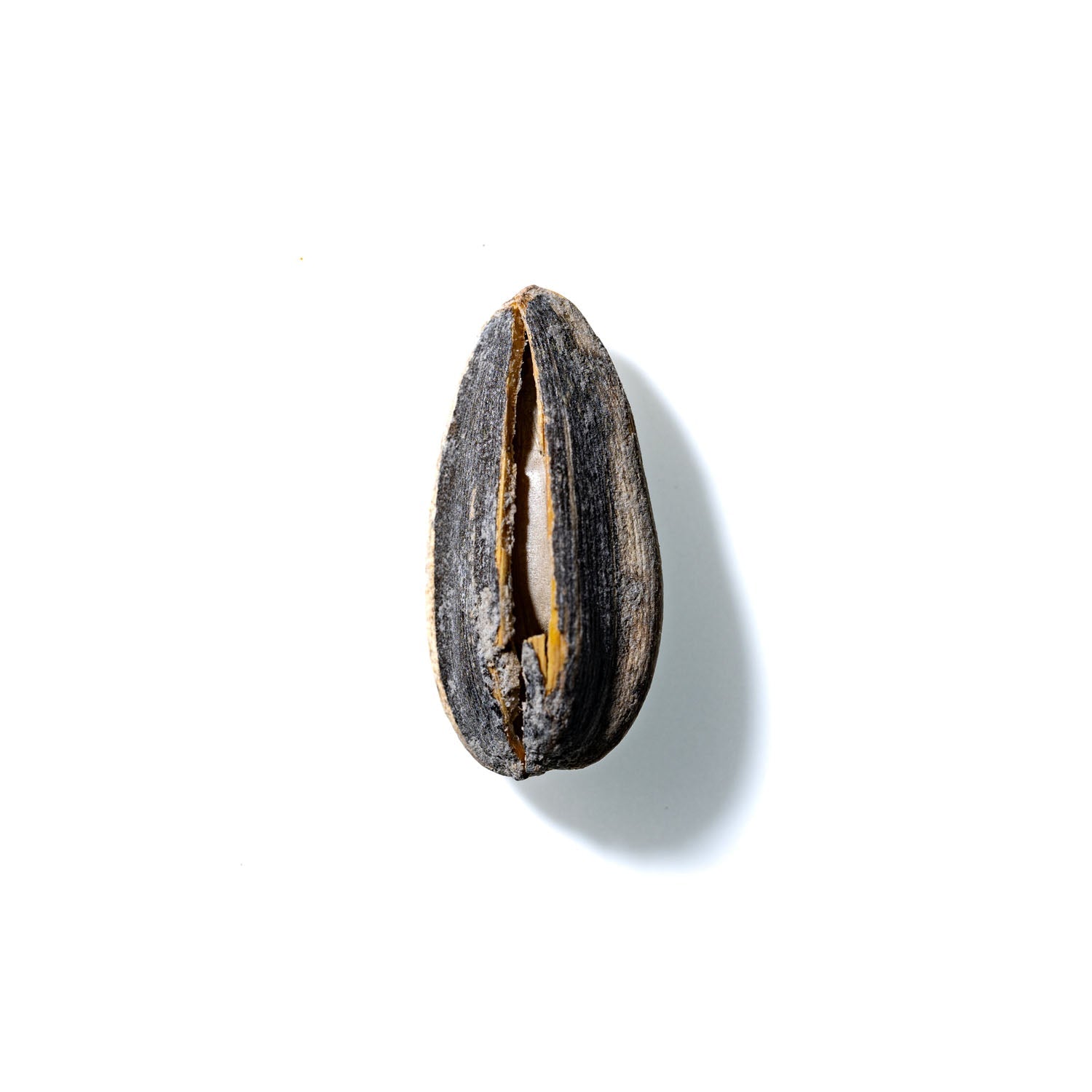 Sunflower Seed No. 671