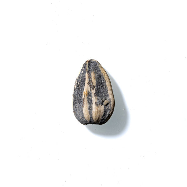 Sunflower Seed No. 674