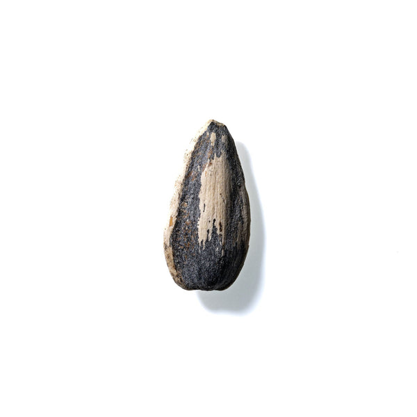 Sunflower Seed No. 683