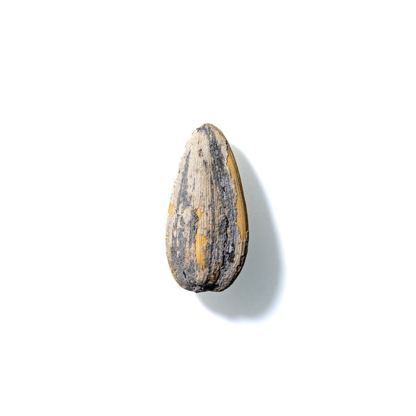 Sunflower Seed No. 687