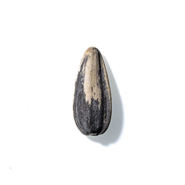 Sunflower Seed No. 695