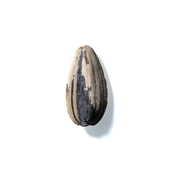 Sunflower Seed No. 716