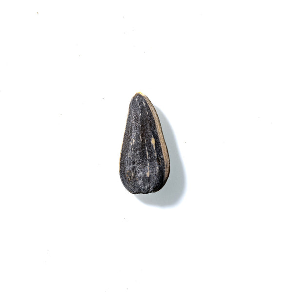 Sunflower Seed No. 719