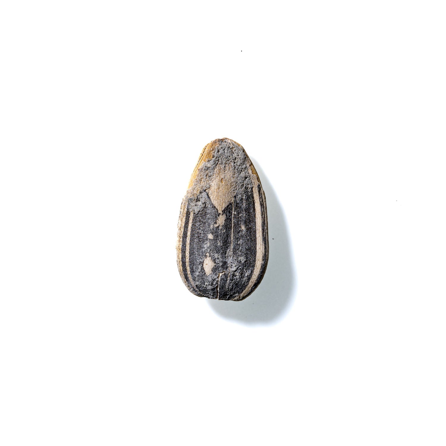 Sunflower Seed No. 728