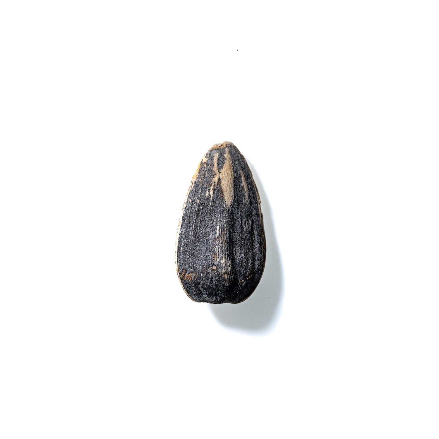 Sunflower Seed No. 731