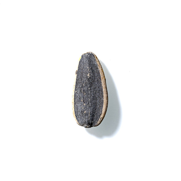 Sunflower Seed No. 737