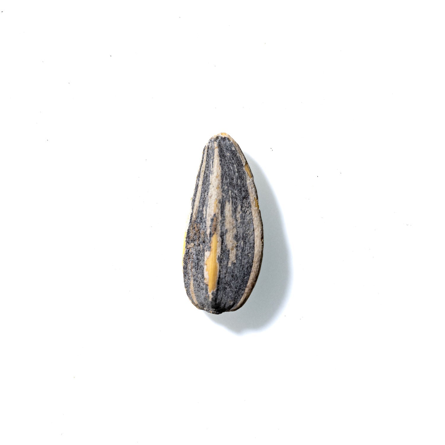 Sunflower Seed No. 738