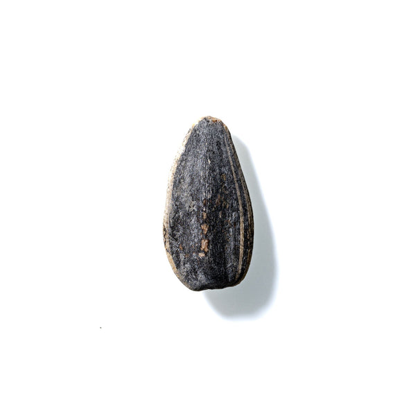 Sunflower Seed No. 740