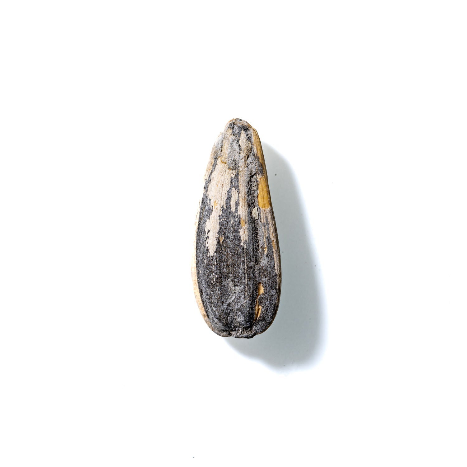 Sunflower Seed No. 743