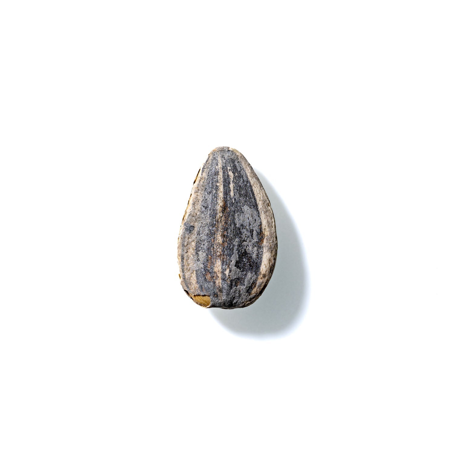 Sunflower Seed No. 760