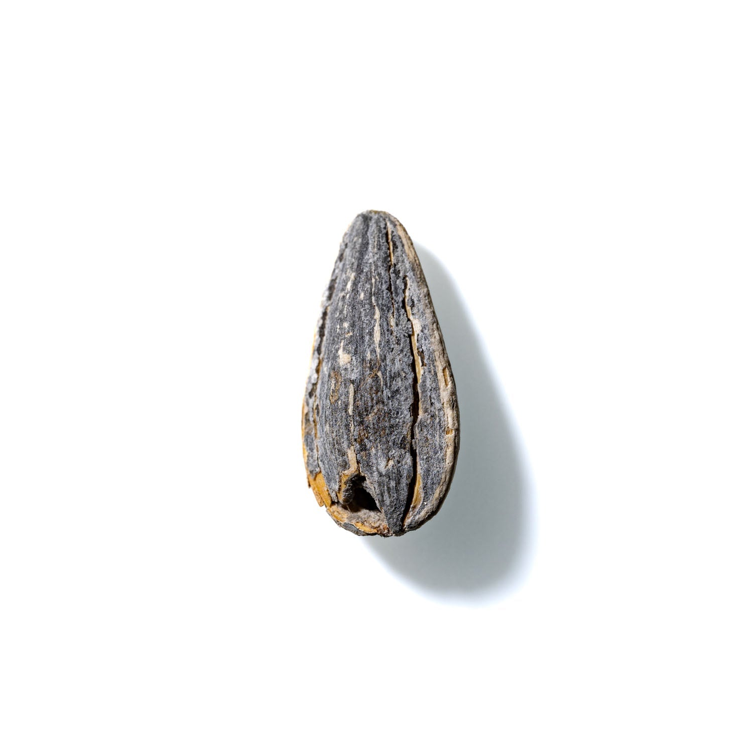 Sunflower Seed No. 761