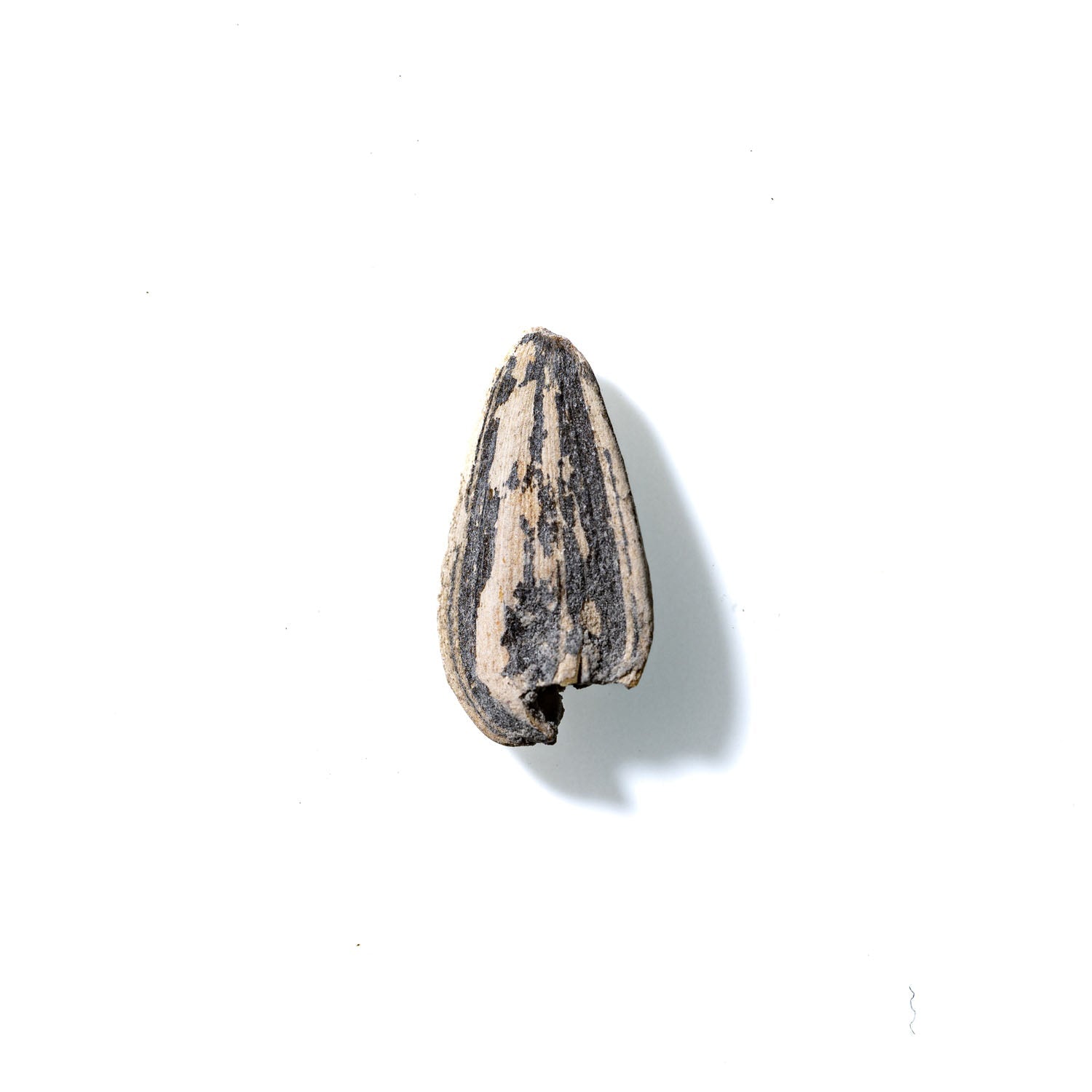 Sunflower Seed No. 816