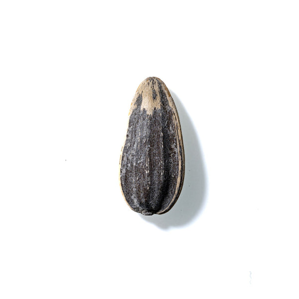 Sunflower Seed No. 819